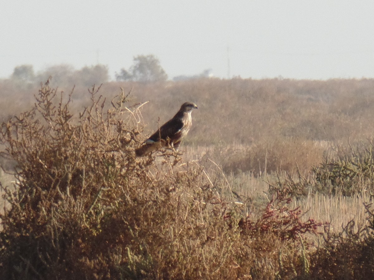 Common Buzzard (Steppe) - ahmad mohammadi ravesh