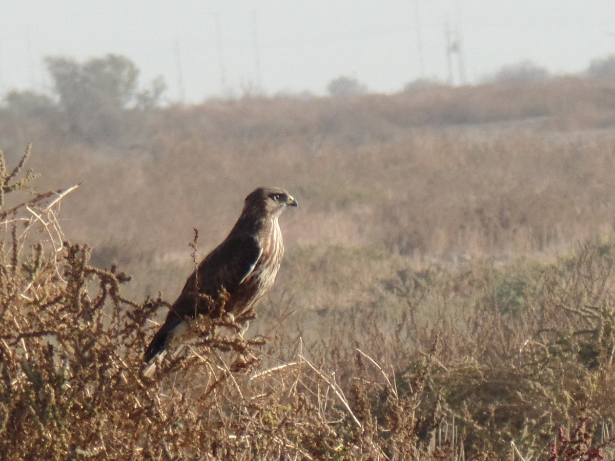 Buse variable (vulpinus/menetriesi) - ML389187911