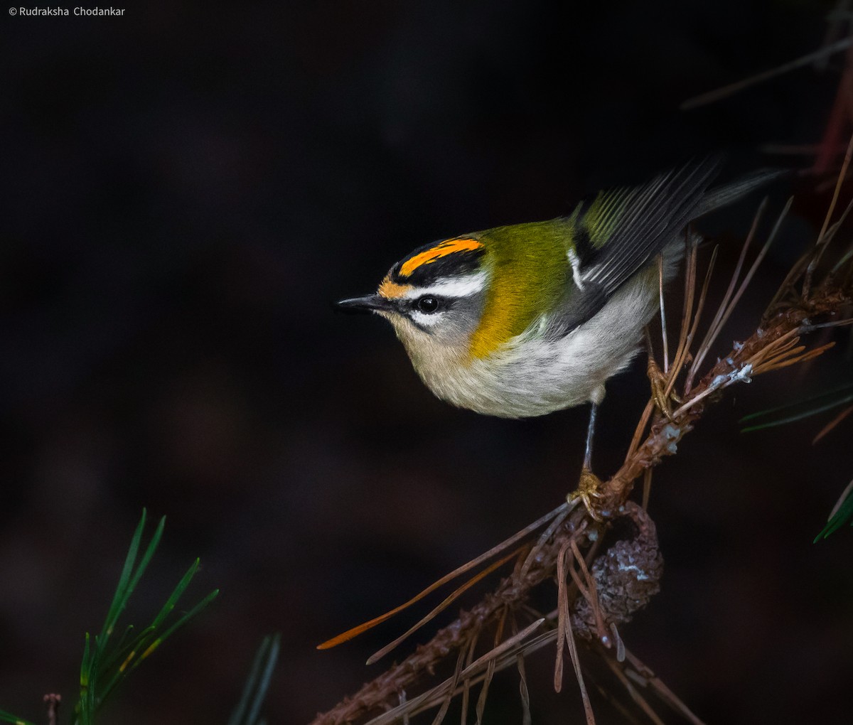 Common Firecrest - ML389187921
