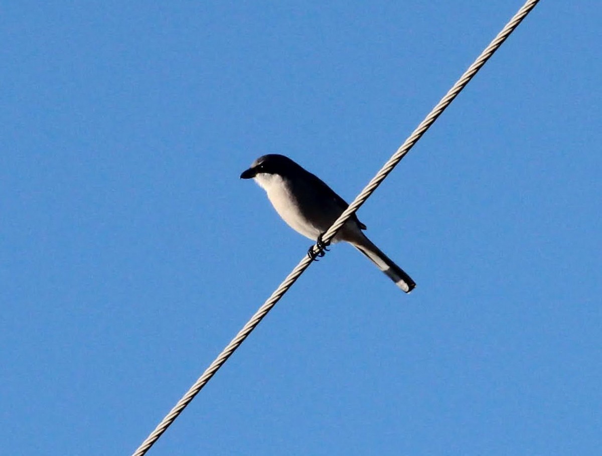 Loggerhead Shrike - ML389189461