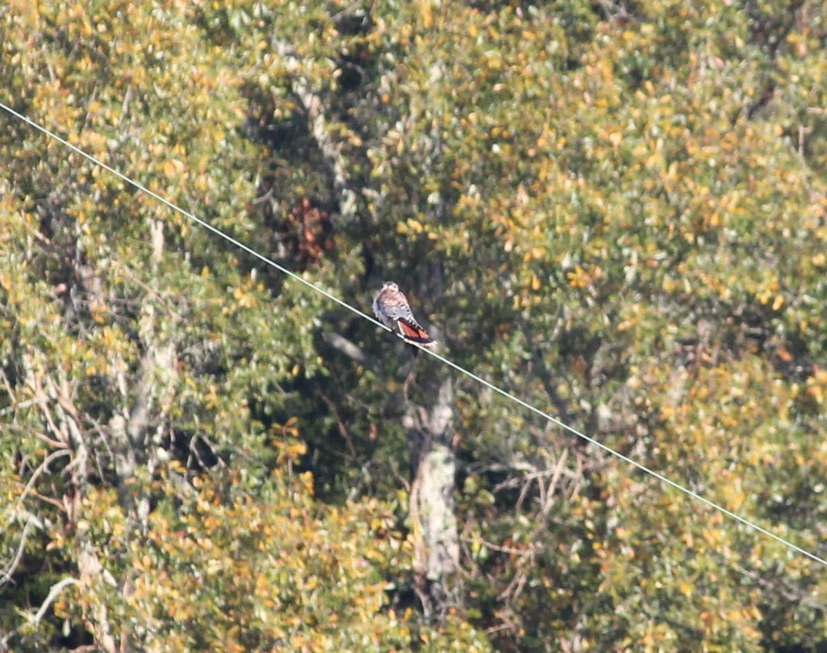 American Kestrel - ML389189471