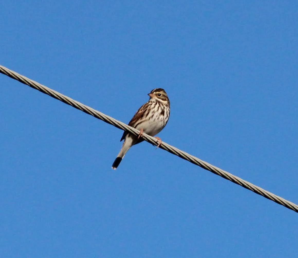 Savannah Sparrow - ML389189481