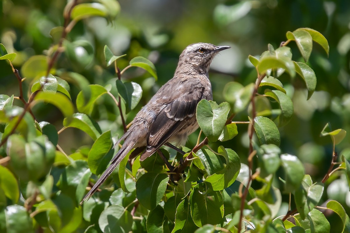 Chilean Mockingbird - ML389189531