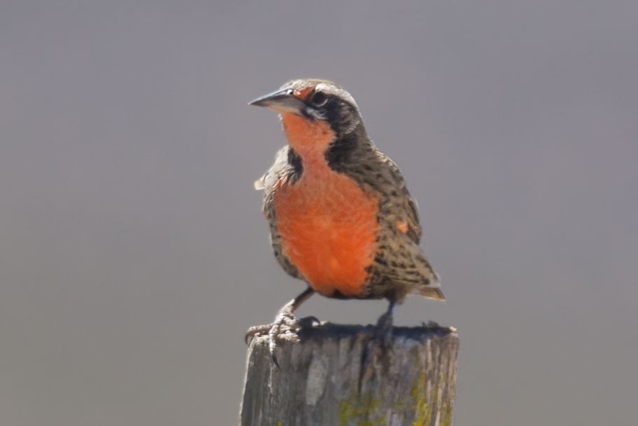 Long-tailed Meadowlark - ML389189551