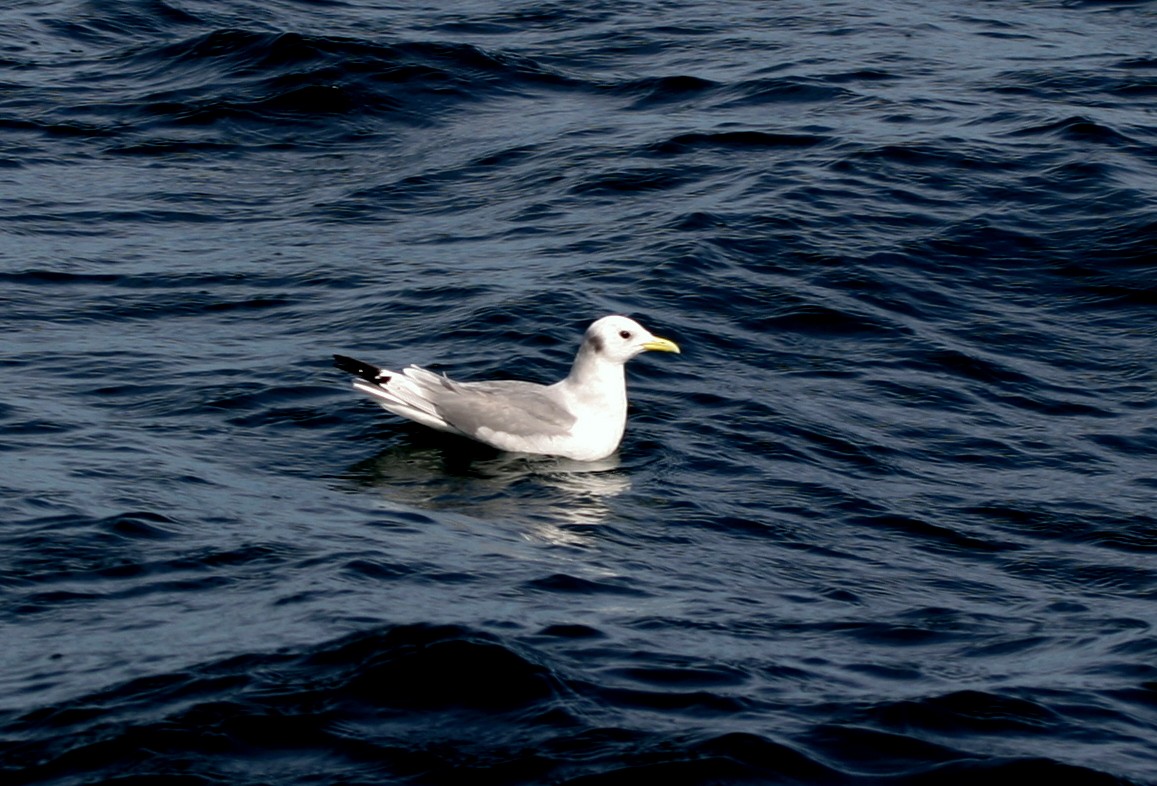 Mouette tridactyle - ML389190331