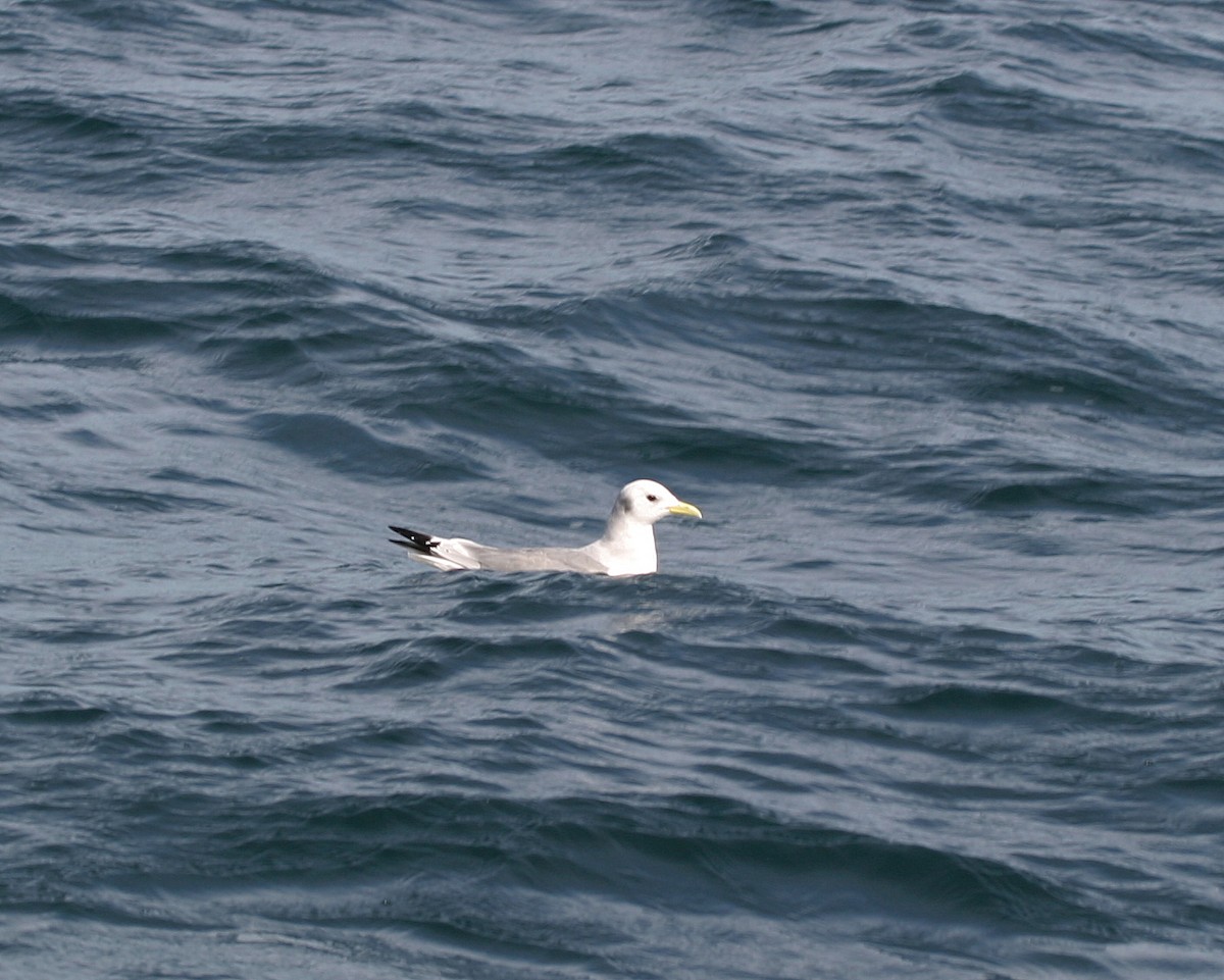 Mouette tridactyle - ML389190691