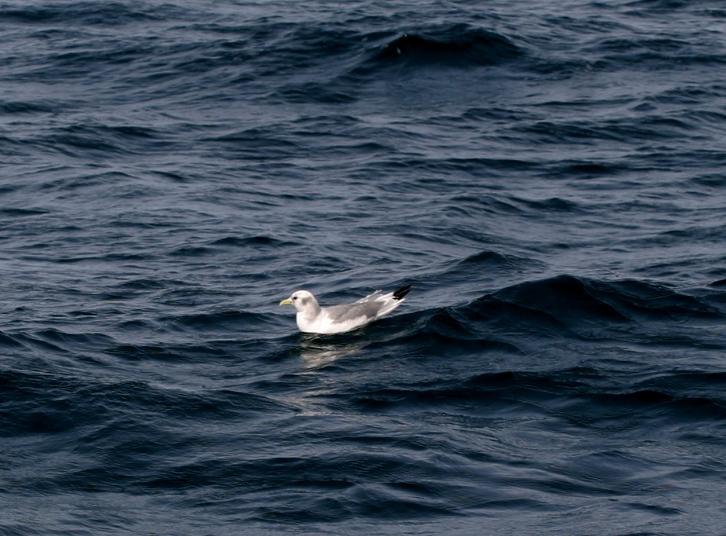 Mouette tridactyle - ML389190821