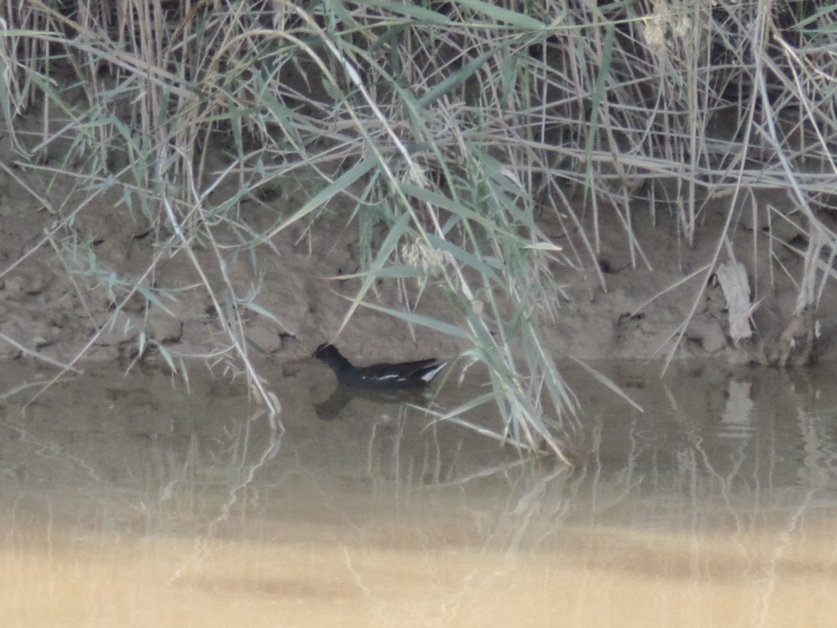 Eurasian Moorhen - ahmad mohammadi ravesh