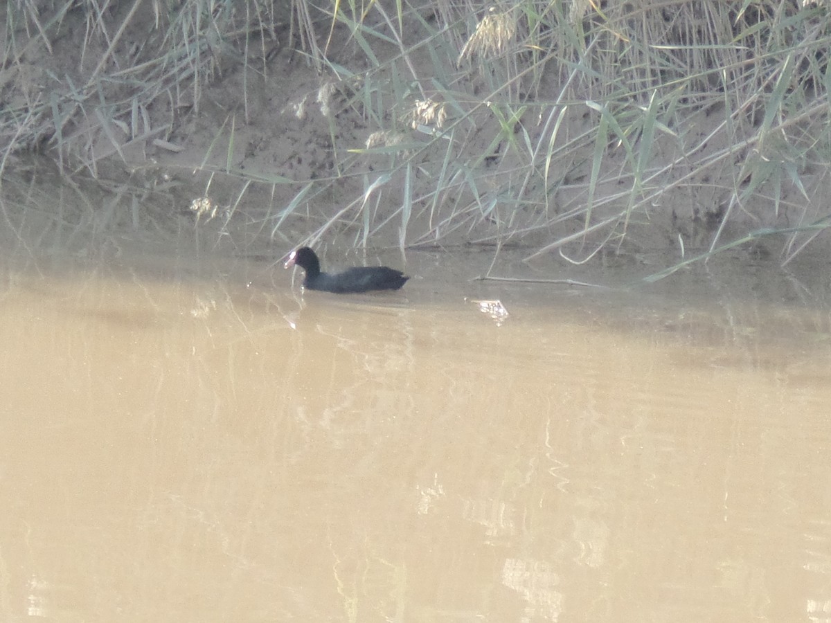 Eurasian Coot - ML389190881