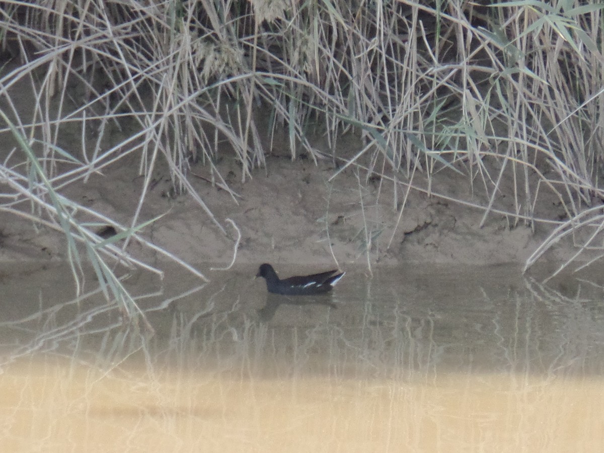 Gallinule poule-d'eau - ML389190901