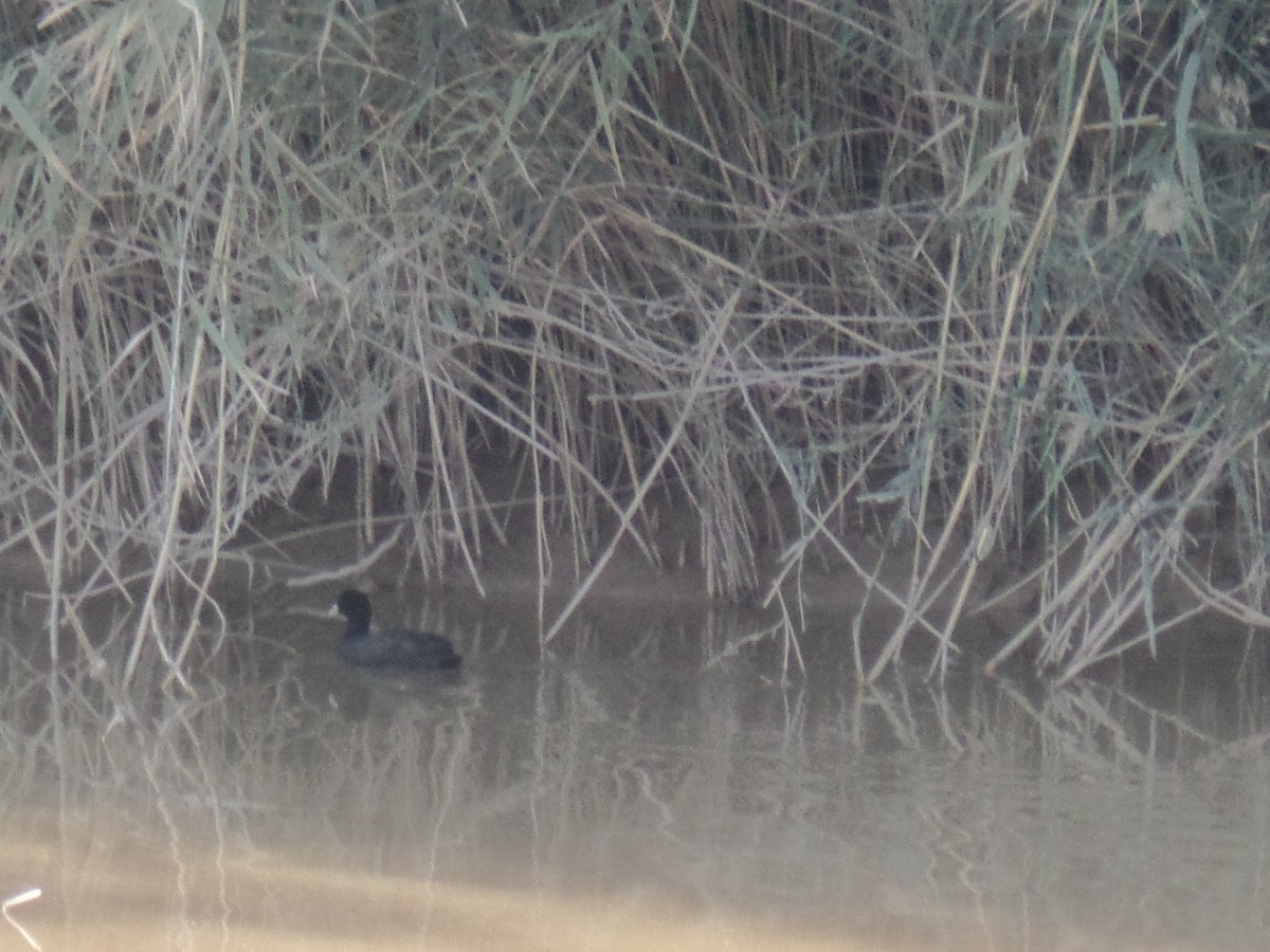 Eurasian Coot - ML389190981