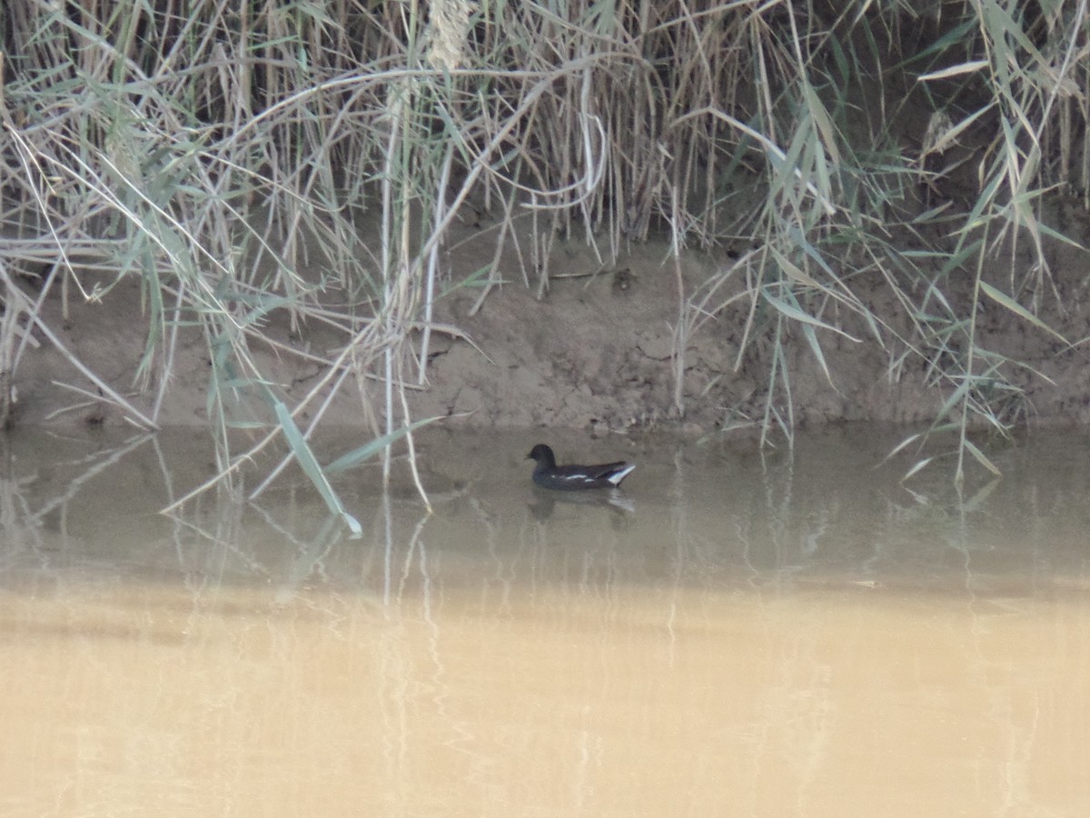 Gallinule poule-d'eau - ML389191021