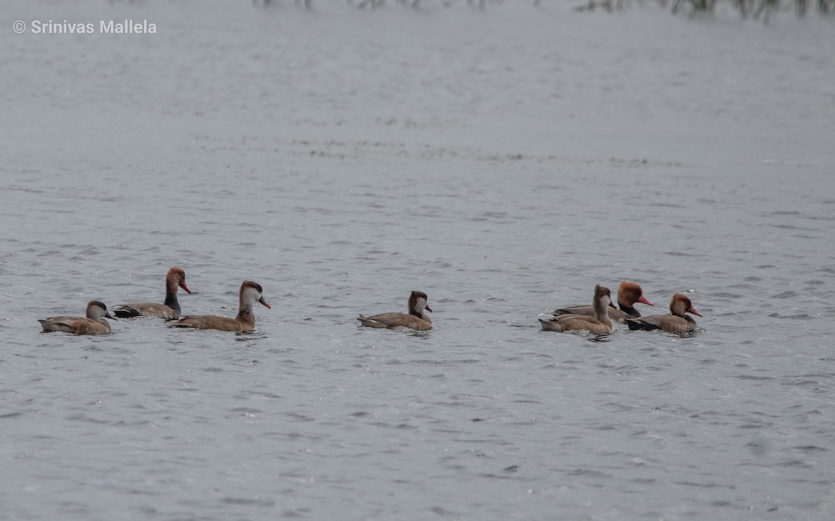 Red-crested Pochard - ML389192701