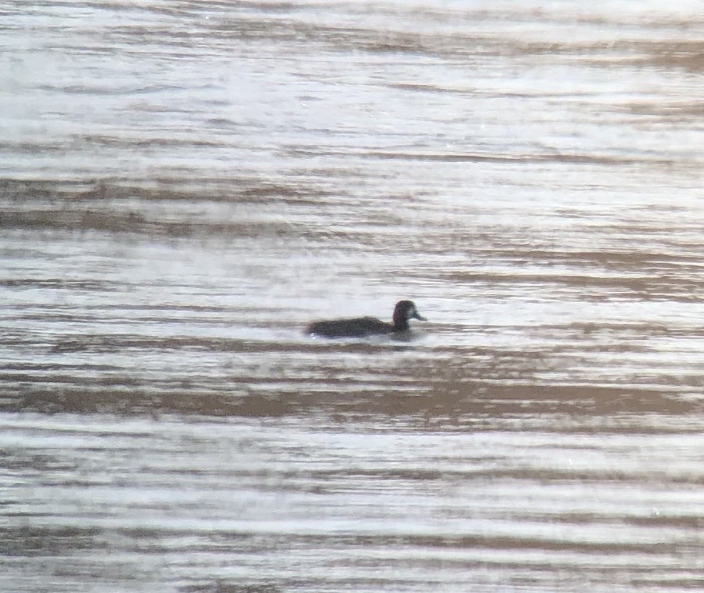 Greater/Lesser Scaup - ML389192881