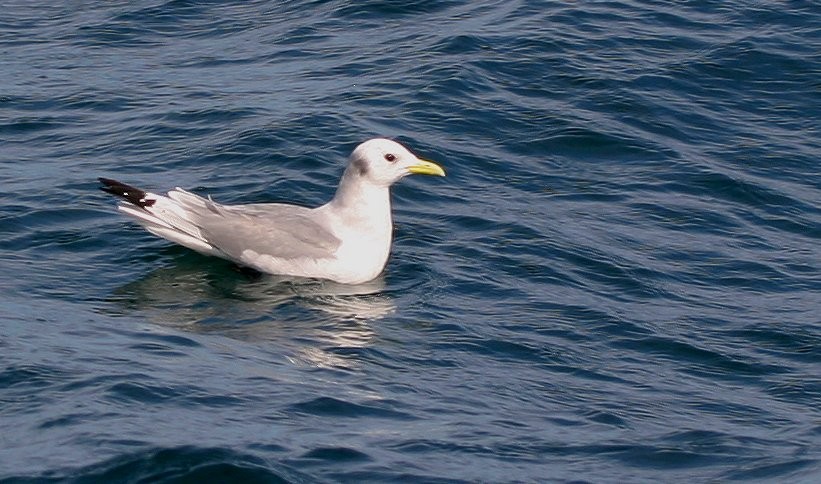 Mouette tridactyle - ML389196411