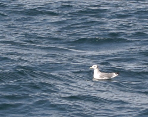 Mouette tridactyle - ML389196491