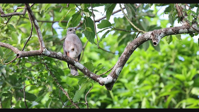 Haitibussard - ML389197111