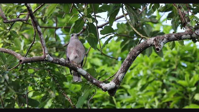 Haitibussard - ML389197281