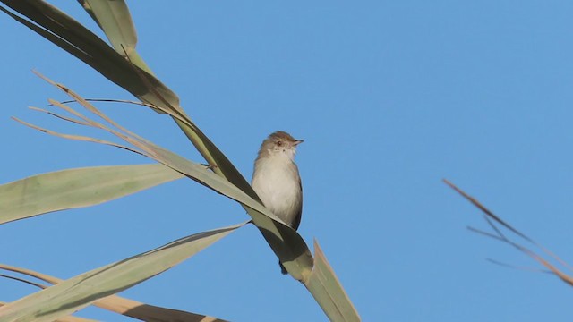 Prinia Delicada - ML389197741