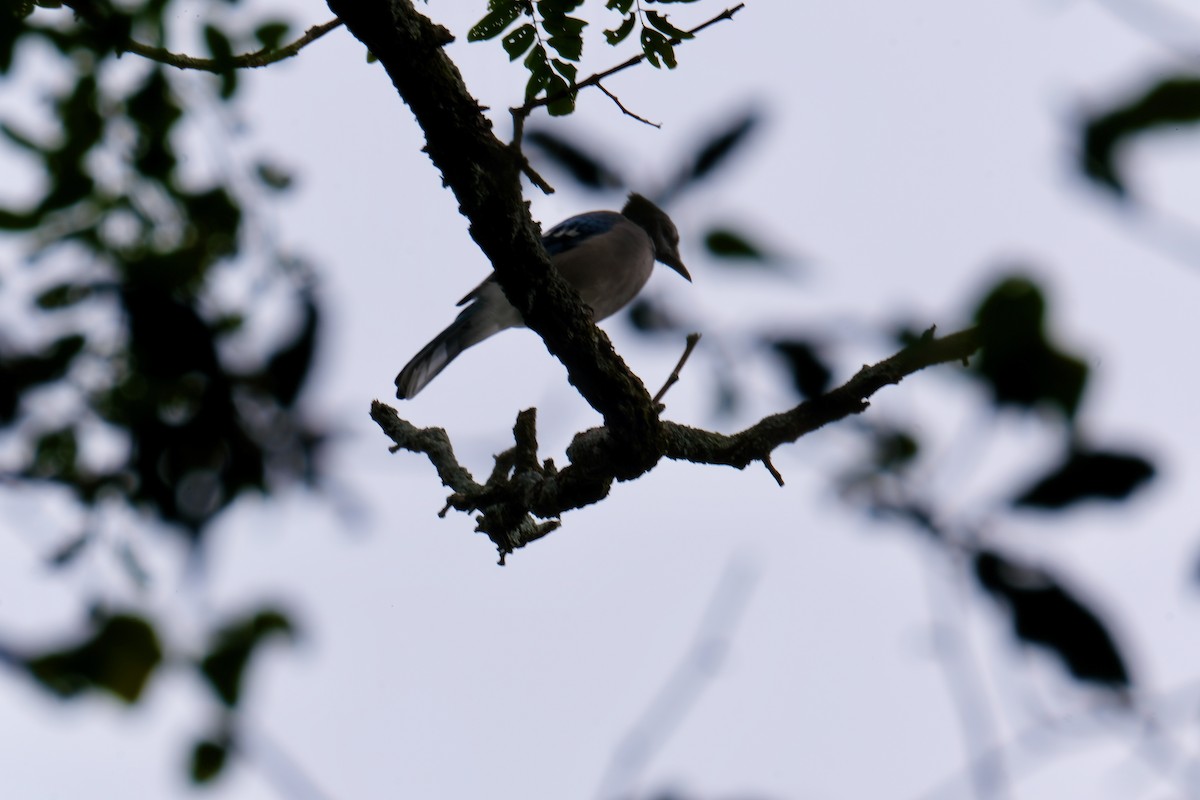 Blue Jay - ML389197911