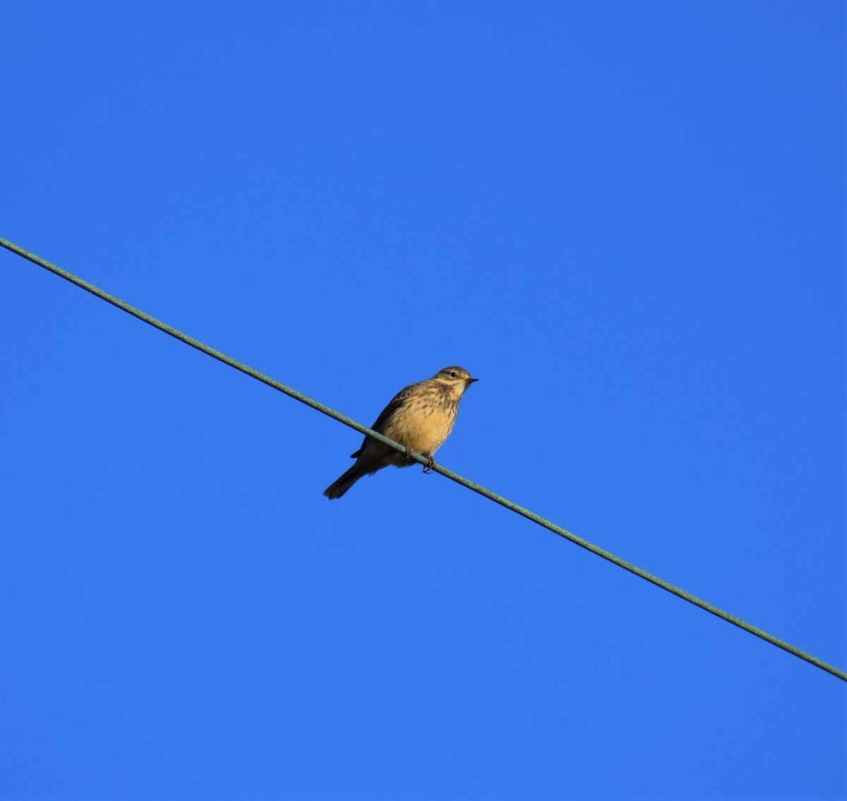 American Pipit - ML389197981