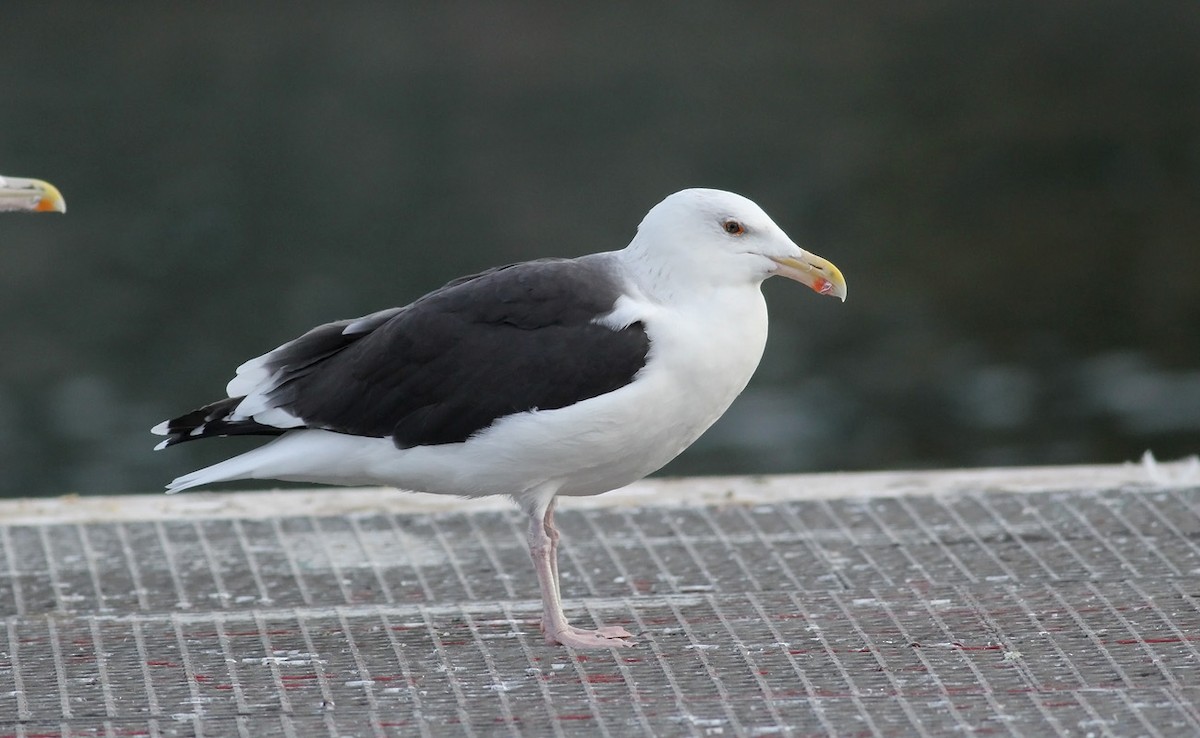 Great Black-backed Gull - Adrien Mauss