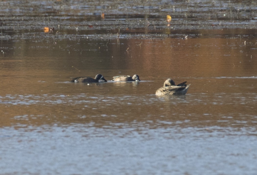 Blue-winged Teal - ML389198501