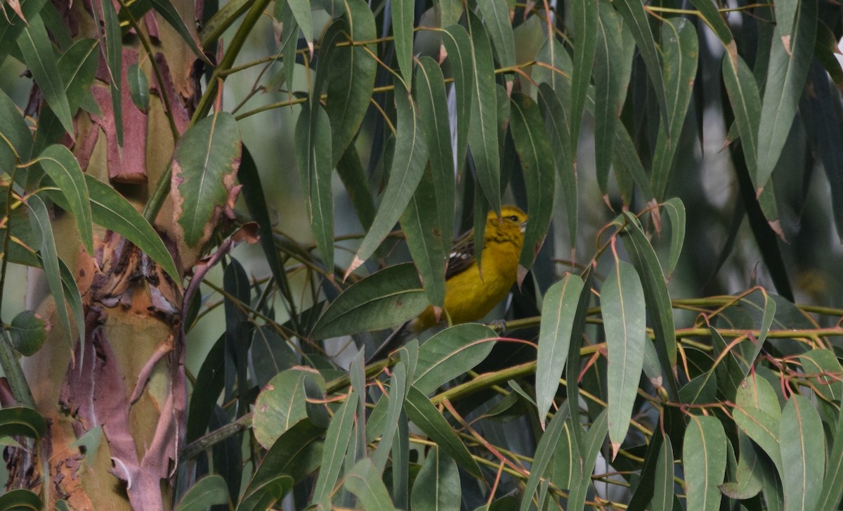 Golden Grosbeak - ML389199851