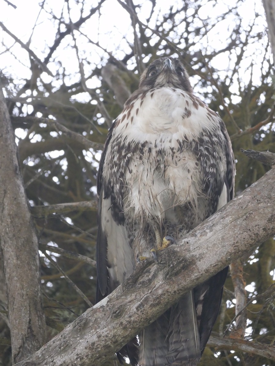 Red-tailed Hawk - ML389200161