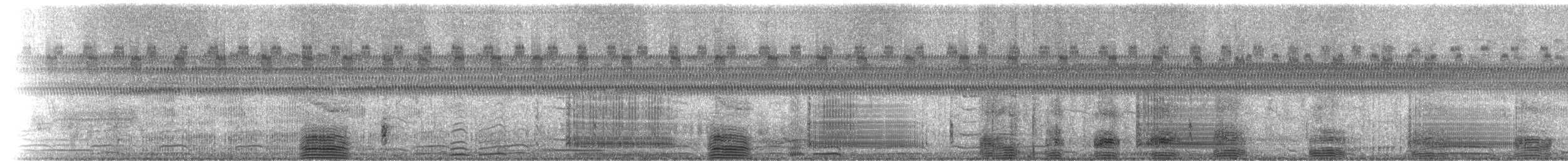 Ibis zuria - ML38920071