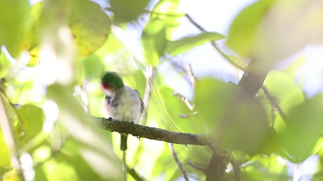 Broad-billed Tody - ML389200771