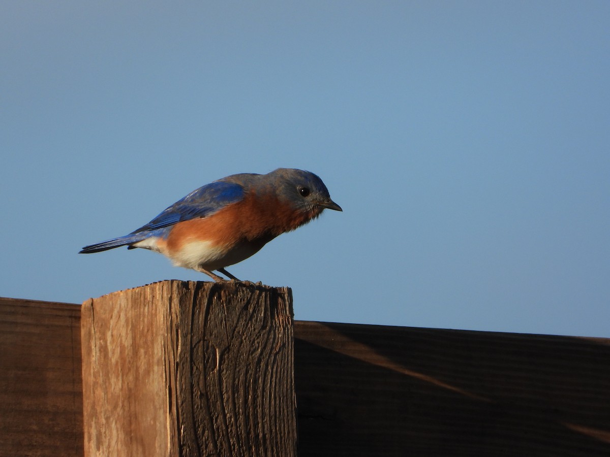 Eastern Bluebird - ML389201431