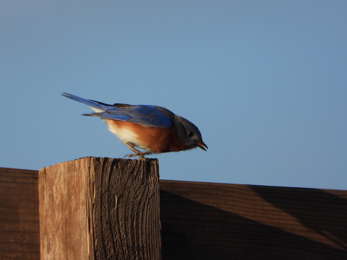 Eastern Bluebird - ML389201461