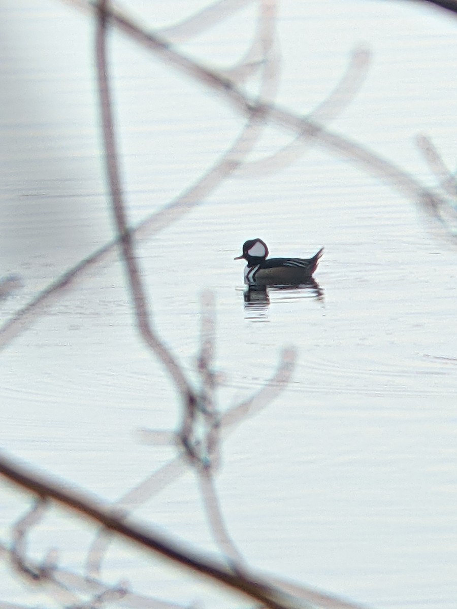 Hooded Merganser - ML389201891