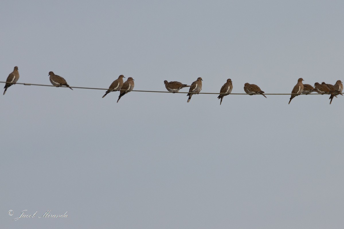 White-winged Dove - Jacob Miranda