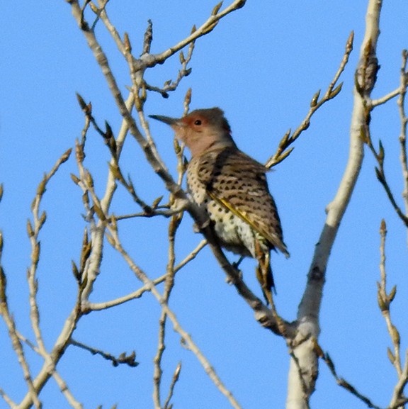 Northern Flicker (Yellow-shafted) - ML389203111