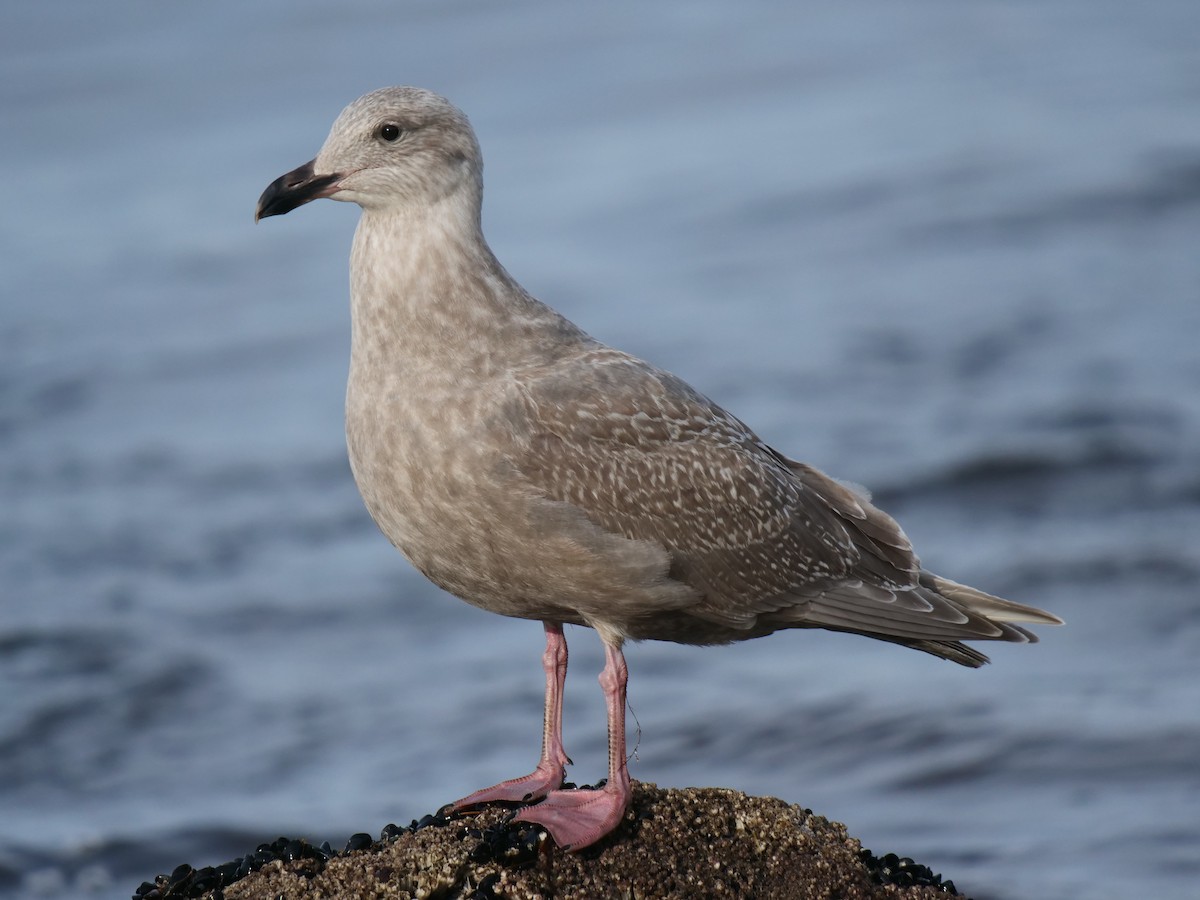 Glaucous-winged Gull - ML389204581