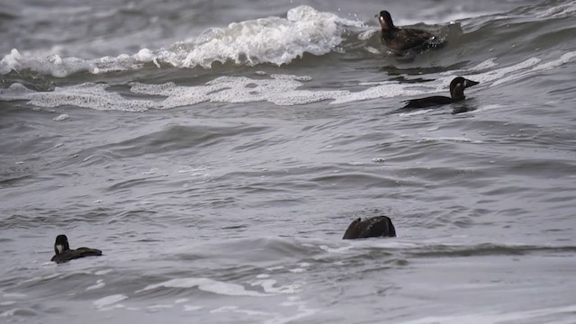 Surf Scoter - ML389204651