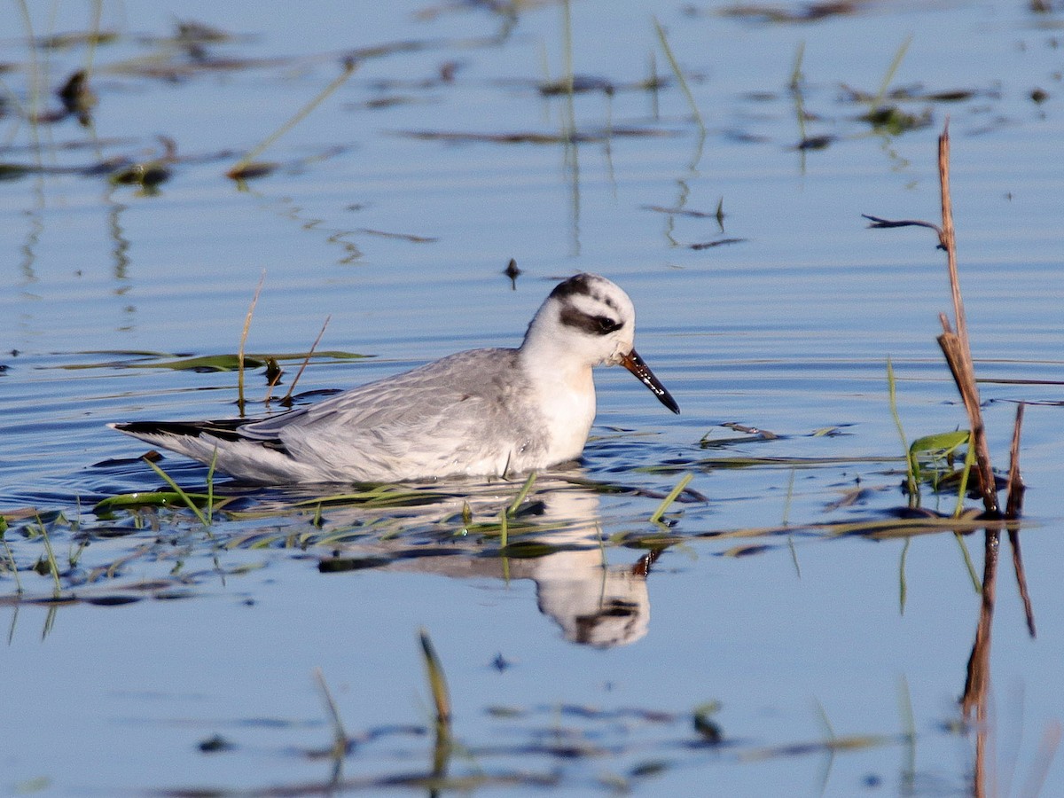 Red Phalarope - ML389206821