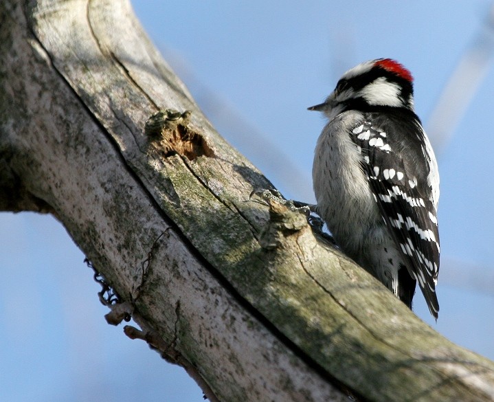 Downy Woodpecker (Eastern) - ML389209151