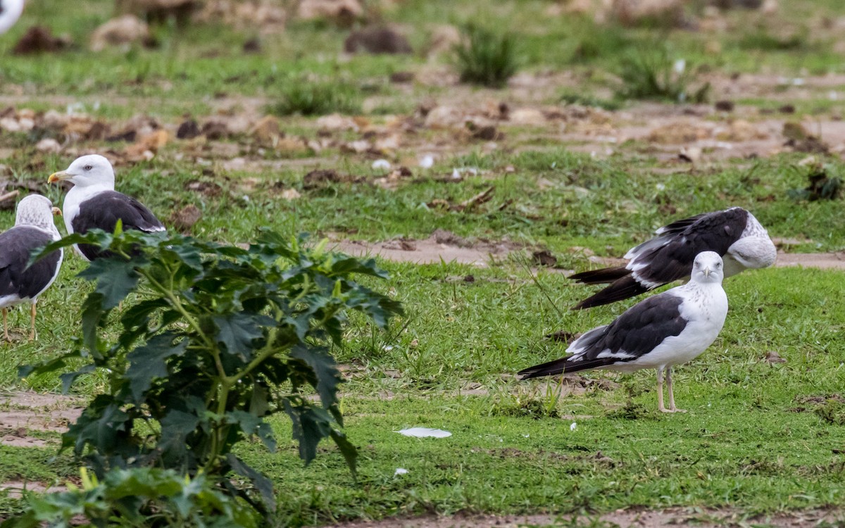 Lesser Black-backed Gull - Eero Rasi