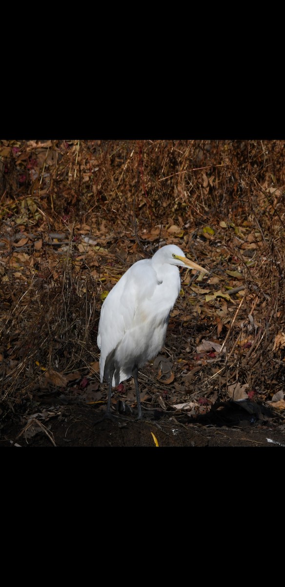 Great Egret - ML389212491