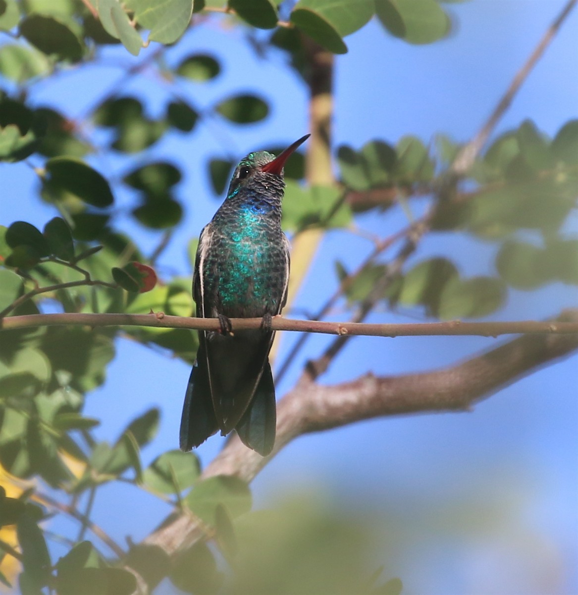 Broad-billed Hummingbird - ML389213441