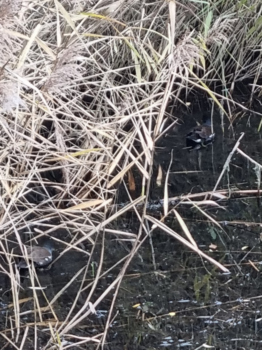 Eurasian Moorhen - ML389213891