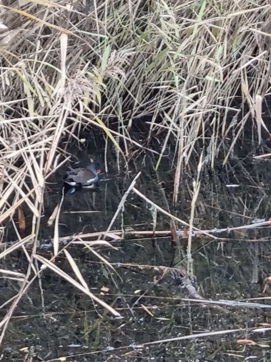 Eurasian Moorhen - ML389214011