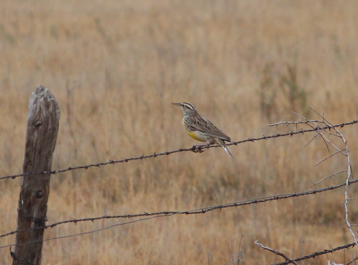 Eastern Meadowlark - ML38921541