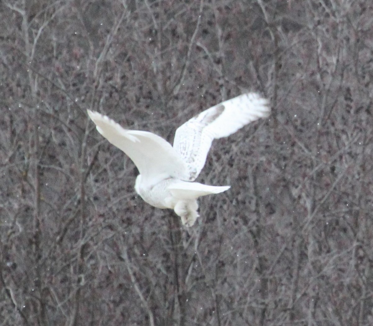 Snowy Owl - ML389216601