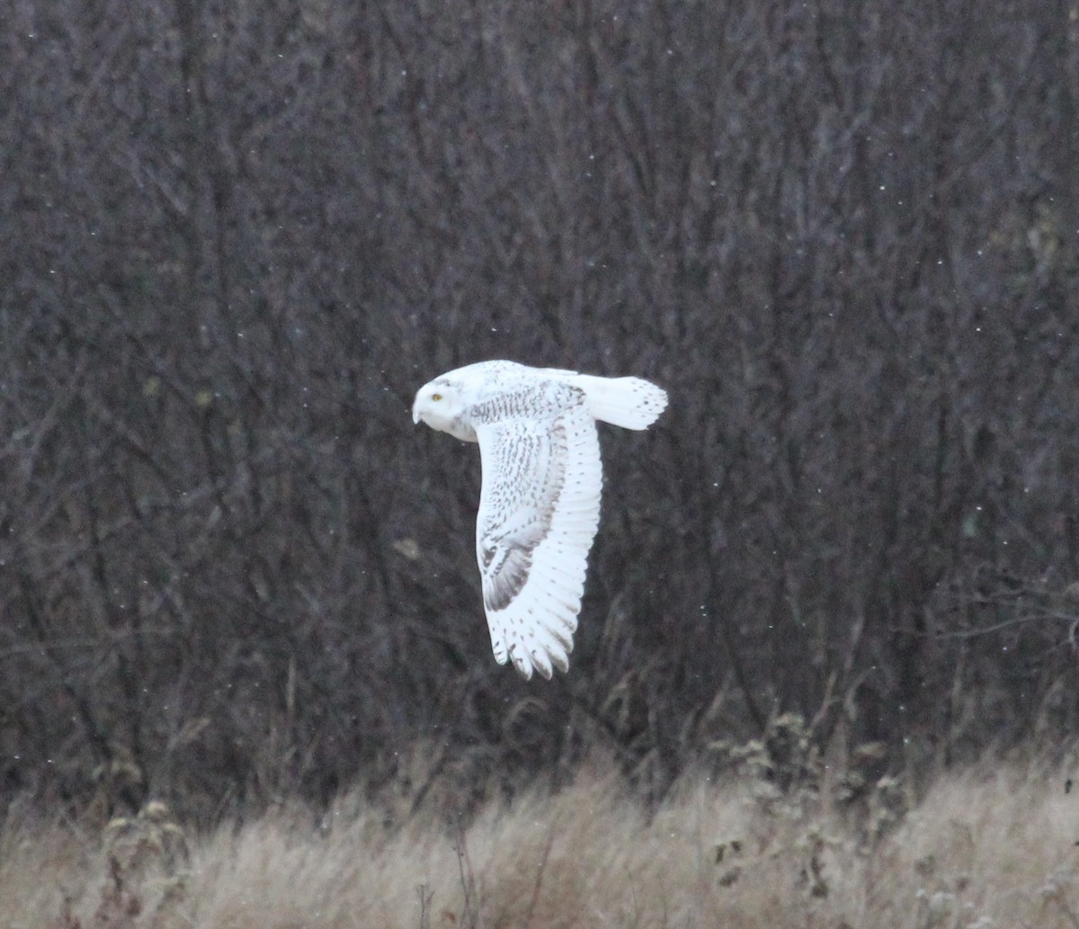 Snowy Owl - ML389216751