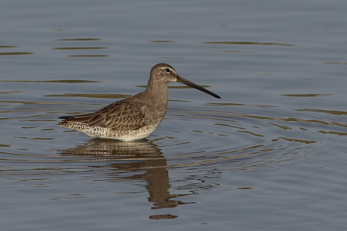 Long-billed Dowitcher - ML389216931