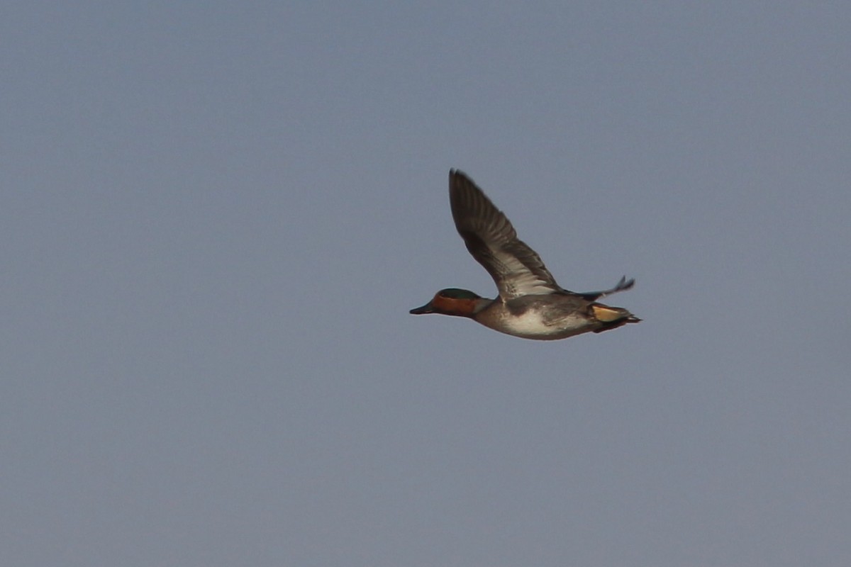 Green-winged Teal - ML389217711